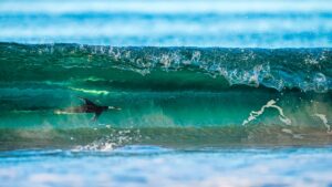 Pingüim Gentoo, surfando nas Ilhas Malvinas foi a imagem premiada com o segundo lugar da categoria Aves no meio ambiente do prêmio de fotos de pássaros 