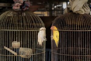 Dois periquitos presos em gaiolas em um mercado de aves na Indonésia. O registro ficou com a segunda colocação do prêmio de fotos de aves