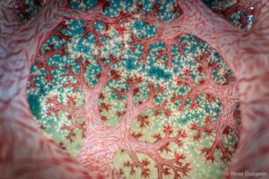 A imagem mostra uma visão de dentro para fora de um coral mole em formato de couve-flor. A foto venceu o prêmio Fotógrafo de Natureza do Ano da Australian Geographic