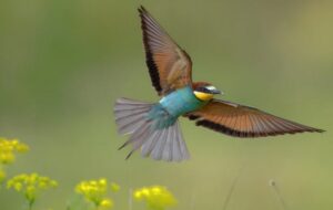Pássaro voando sobre flores silvestre venceu na categoria 11 anos ou menos do prêmio Fotógrafo de Aves do ano