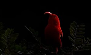 Um pássaro vermelho em um fundo preto foi a imagem premiada na categoria jovem fotógrafo de aves - 12-14 anos