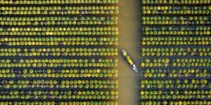 Agricultores colhem de barco os crisântemos no Vietnã. A imagem foi vencedora do prêmio de fotos panorâmicas