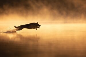 Cão pula na água em lago ao entardecer. A foto foi uma das premiadas no concurso de fotos de cães