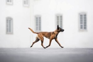 Cão andando foi uma das fotos premiadas no concurso Dog Photography Awards