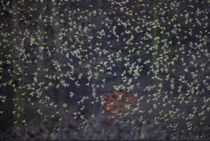 A série de imagens sobre aves em um campo de girassóis venceu a competição Bird Photographer of the year na categoria Melhor porfólio