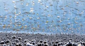 A série de imagens sobre aves em um campo de girassóis venceu a competição Bird Photographer of the year na categoria Melhor porfólio