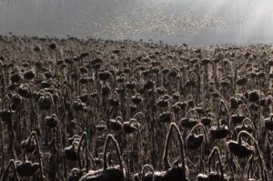 A série de imagens sobre aves em um campo de girassóis venceu a competição Bird Photographer of the year na categoria Melhor porfólio