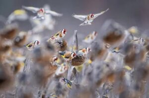 A série de imagens sobre aves em um campo de girassóis venceu a competição Bird Photographer of the year na categoria Melhor porfólio