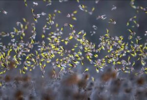 A série de imagens sobre aves em um campo de girassóis venceu a competição Bird Photographer of the year na categoria Melhor porfólio