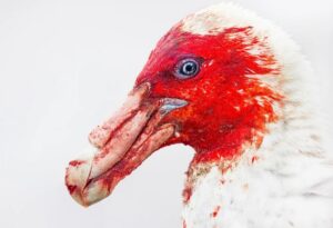 Close de um pássaro com penas vermelhas e brancas. A imagem ganhou na categoria melhor retrato do prêmio fotografia de aves