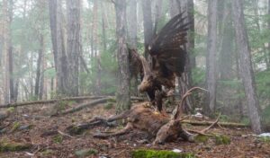 Uma águia pousada em um trono foi a imagem premiada na categoria Comportamento das Aves