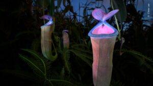 Planta carnívora iluminada por lanterna UV venceu na categoria Plantas e Fungos do prêmio de fotos de natureza