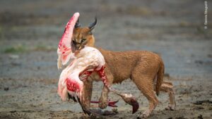 Um lince com um flamingo na boca ganhou na categoria Comportamento mamíferos do prêmio de fotos da vida selvagem