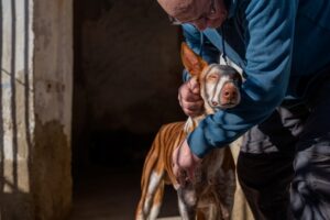 Homem abraçando um cão. A foto foi uma das premiadas no concurso Dog Photography Awards