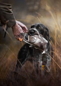 Cachorro com um pato na boca foi uma das imagens premiadas no concurso de fotos de cães