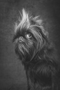 Retrato de um cachorro com um 'penteado' diferente. A imagem foi premiada no concurso de fotos de cães