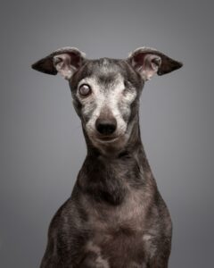 Cachorro com um só olho é uma das foto premiadas de cães do Dog Photography Awards 2024