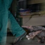 Filhote de tamanduá-bandeira segue cuidador em abrigo em Minas Gerais/Brasil. A imagem venceu o Prêmio Impacto do concurso de fotografia de vida selvagem