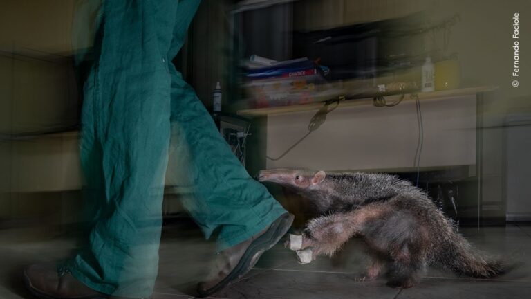Brasileiro é premiado pelo Museu de História Natural de Londres com foto de tamanduá ferido
