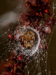 Aranha em seu ninho com a teia coberta de orvalho. A imagem capturada no País de Gales venceu na categoria jovem 10 anos ou menos do concurso do Museu de História Natural de Londres