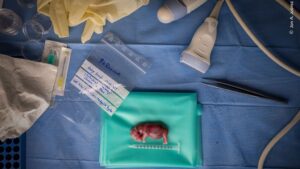 Embrião de rinoceronte em processo de fertilização in vitro no Quênia. A imagem foi premiada na categoria Fotojornalismo do concurso de fotos de vida selvagem