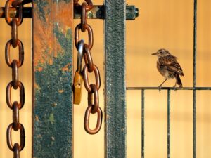 Pássaro pousado em uma grade com correntes ao lado. A foto foi premiada no concurso de fotos da vida selvagem