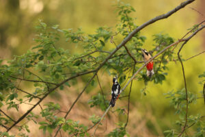 Pica-paus pousados em um galho. A imagem venceu a categoria Jovens Fotógrafos do concurso da Sociedade Alemã de Fotografia da Natureza