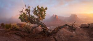 Uma árvore retorcida e ao fundo um arco-íris e uma névoa dourada. A imagem, capturada em Moab, Utah, venceu o prêmio Raw Planet do concurso de fotos panorâmicas