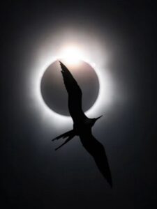 Pássaro voando em frente a um eclipse solar total. A imagem em preto e branco venceu o concurso Fotógrafo de Aves do Ano
