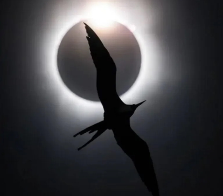 Voo de fragata com eclipse solar ao fundo é a imagem do ano em prêmio internacional de fotos de aves