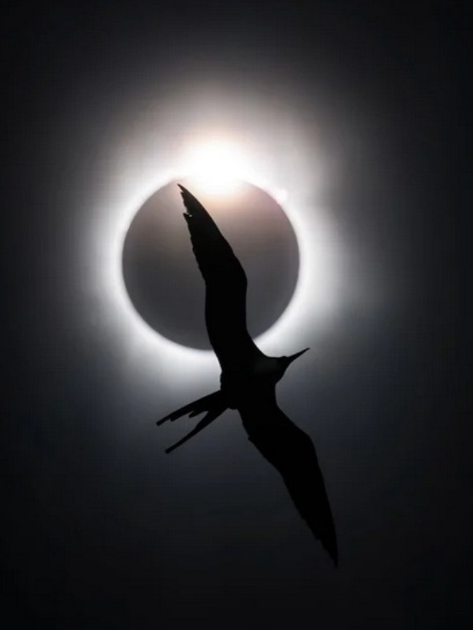 Pássaro voando em frente a um eclipse solar total. A imagem em preto e branco venceu o concurso Fotógrafo de Aves do Ano