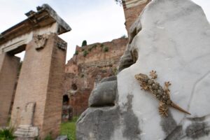 Lagarto em um muro de Roma. A imagem ganho na categoria Fritz Rölking Junior no concurso de fotografia da vida selvagem