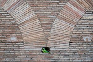 Pássaro fez um ninho em um muro em Roma. A imagem ganho na categoria Fritz Rölking Junior no concurso de fotografia da vida selvagem