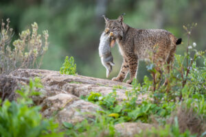 Um lince ibérico com sua caça na boca no Parque Natural da Sierra de Andújar na Espanha. A foto foi vencedora do Prêmio Rewilding Europa