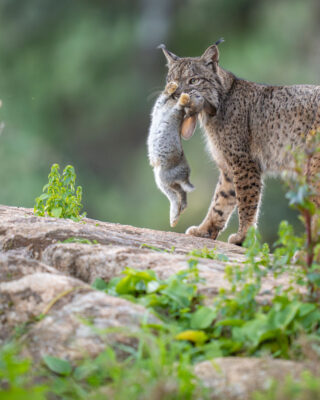 Um lince ibérico com sua caça na boca no Parque Natural da Sierra de Andújar na Espanha. A foto foi vencedora do Prêmio Rewilding Europa