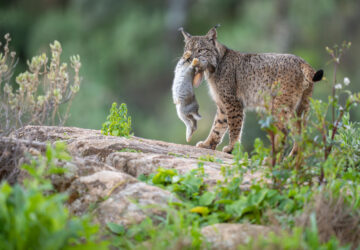 Um lince ibérico com sua caça na boca no Parque Natural da Sierra de Andújar na Espanha. A foto foi vencedora do Prêmio Rewilding Europa