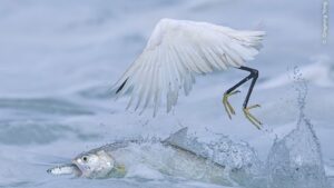 Peixe-dama captura sua presa embaixo do bico de uma garça. A imagem foi uma das premiadas no concurso de fotografia de vida selvagem