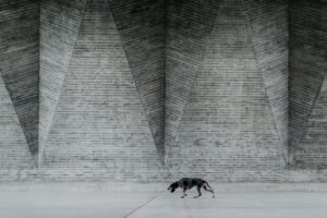 A imagem de um cão cheirando o chão foi premiada no concurso Dog Photography Awards 2024