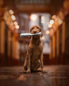 Cão com um jornal na boca foi uma das imagens premiadas no concurso de fotos de cães