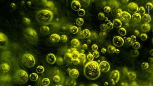 Pulgas de jardim entre bolhas de gás verdes na Áustria foi uma das imagens premiadas no concurso de fotos de natureza