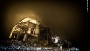 Hiena rara em cidade abandonada foi a imagem vencedora do prêmio Fotógrafo de Vida Selvagem do Ano