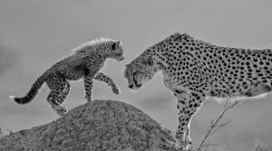 Guepardos em um monte foi uma das imagens premiadas no concurso de fotos P&B