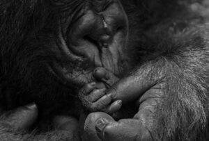 Detalhe das mãos de um primata e sua cria. A foto foi uma das premiadas no concurso de fotos preto e branco