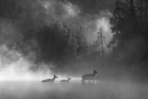 Alces atravessando um rio envolto em neblina foi a imagem que recebeu menção honrosa no concurso de fotografia preto e branca