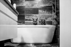 Dois cachorros molhados dentro da banheiro. A imagem foi premiada no concurso Black & White Photographers of the Year