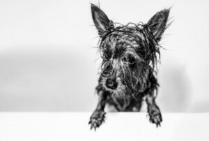 Uma cachorro molhado dentro da banheiro. Foto vencedora do voto do público no prêmio de fotos preto e branco