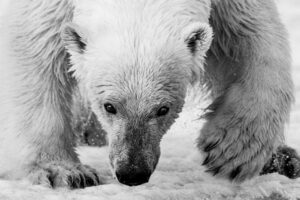 Close de um urso polar no Ártico. foto premiada no concurso Black & White Photographers of the Year