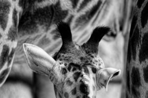 Detalhes da cabeça e das orelhas de uma girafa foi a imagem que ganhou o voto do público no prêmio de fotos preto e branco