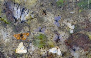 Borboletas e mariposas mortas flutuam na água de um riacho. A foto foi uma das selecionada no concurso de fotos do Museu de História Natural