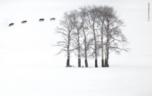 Quatro lobos andam pela neve. A foto é uma das finalistas do concurso do Museu de História Natural